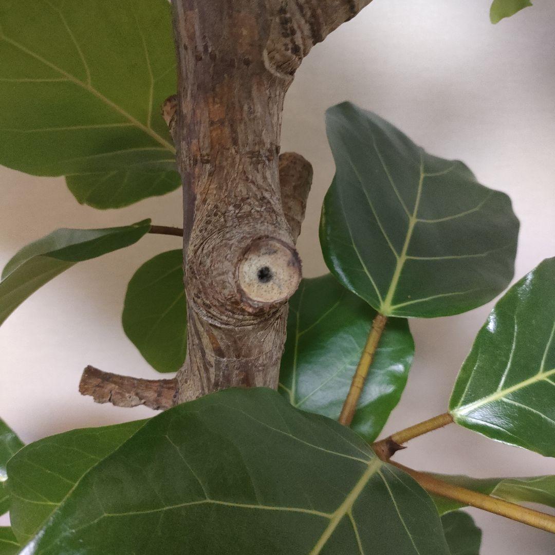 アフリカンプリンス 約1.7mストレート10号サイズ