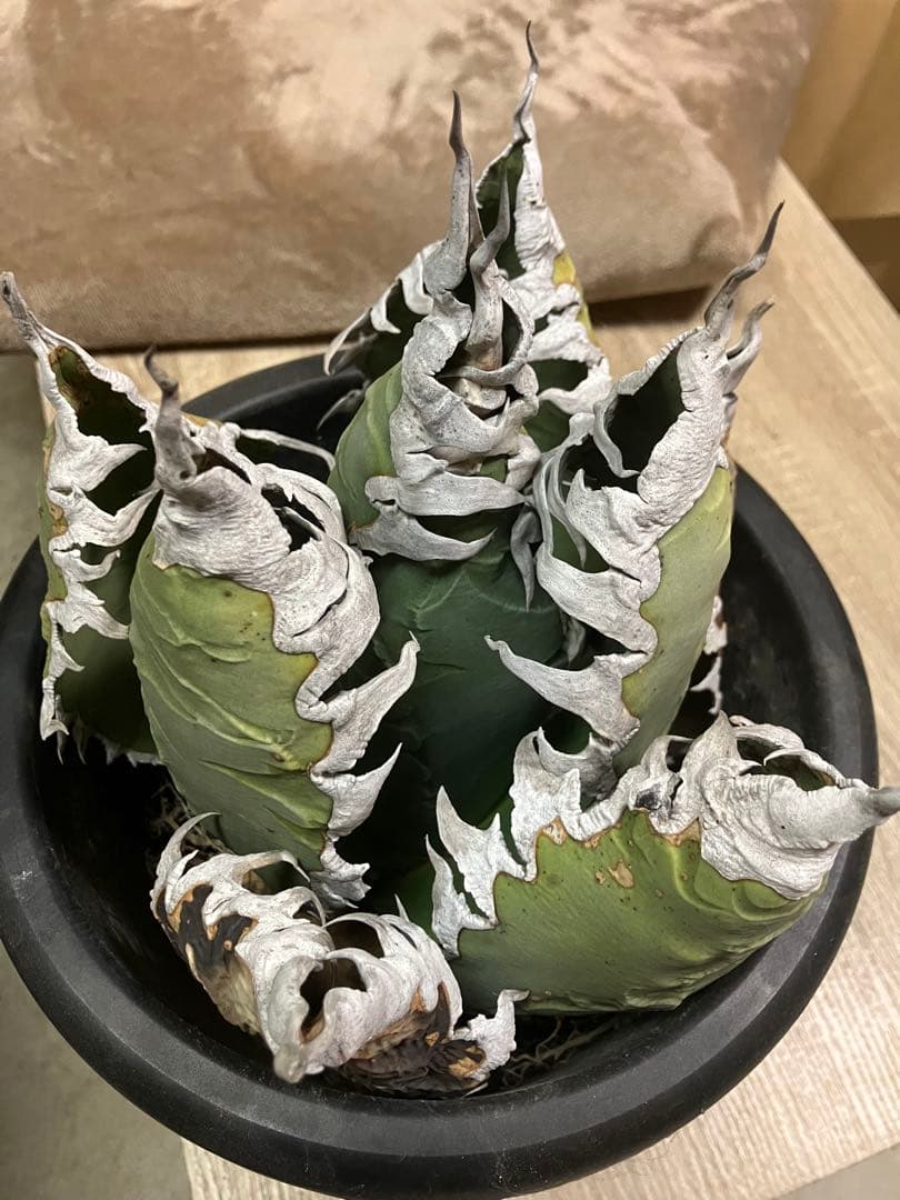 アガベ　チタノタ　悪魔くん　シチリア　スーパーチタノタ　胴切り天　大株