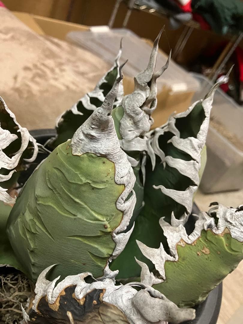 アガベ　チタノタ　悪魔くん　シチリア　スーパーチタノタ　胴切り天　大株