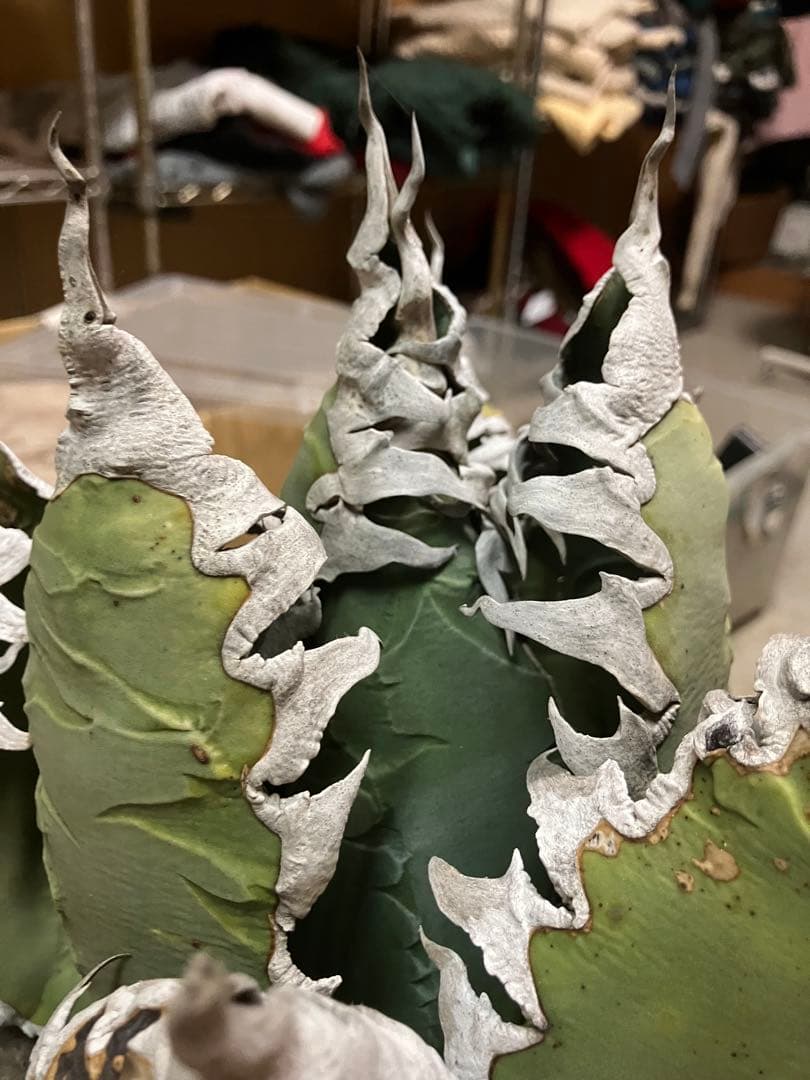 アガベ　チタノタ　悪魔くん　シチリア　スーパーチタノタ　胴切り天　大株