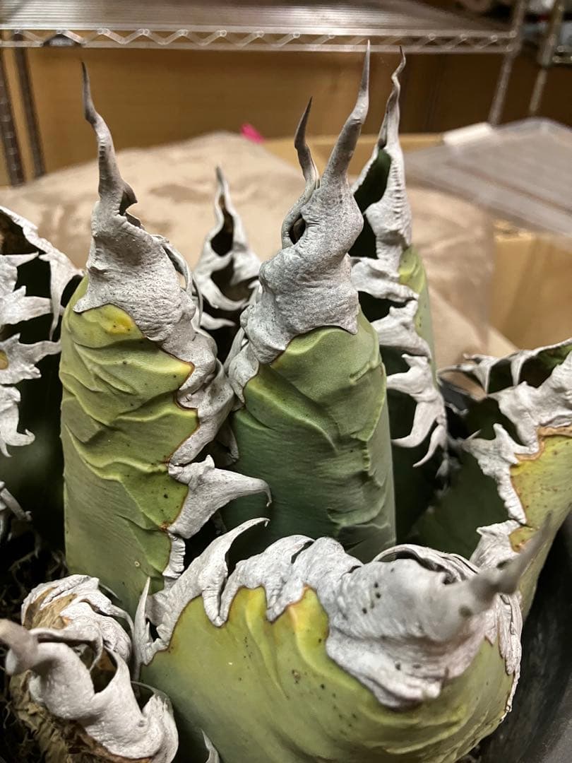 アガベ　チタノタ　悪魔くん　シチリア　スーパーチタノタ　胴切り天　大株