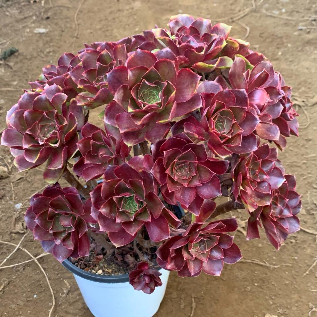 アエオニウム　選別株　魅金バラ　特大株(4年以上) 群生苗　抜き苗