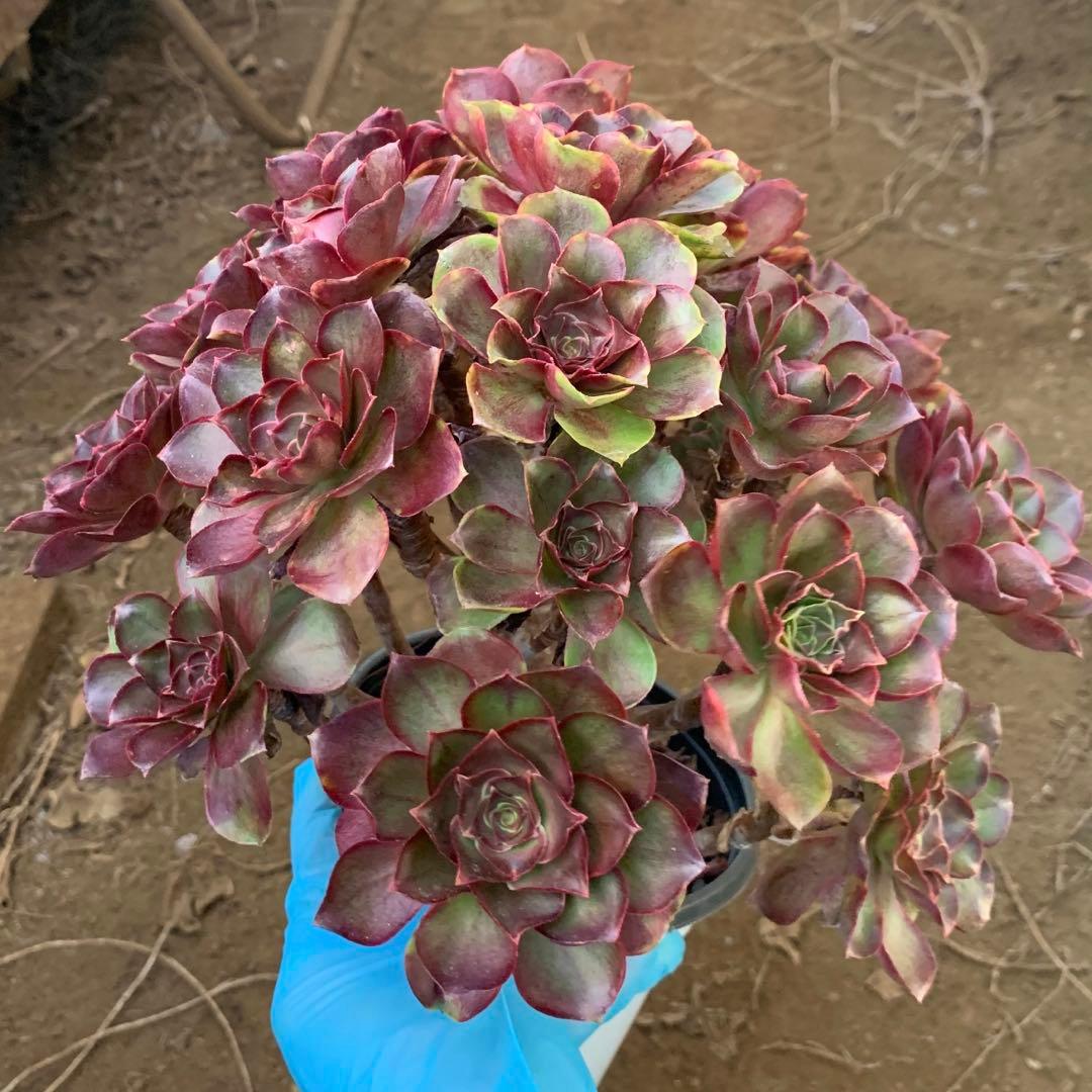 アエオニウム　選別株　魅金バラ　特大株(4年以上) 群生苗　抜き苗