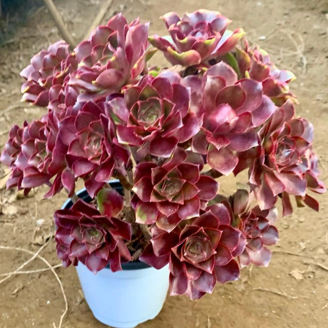 アエオニウム　選別株　魅金バラ　特大株(4年以上) 群生苗　抜き苗