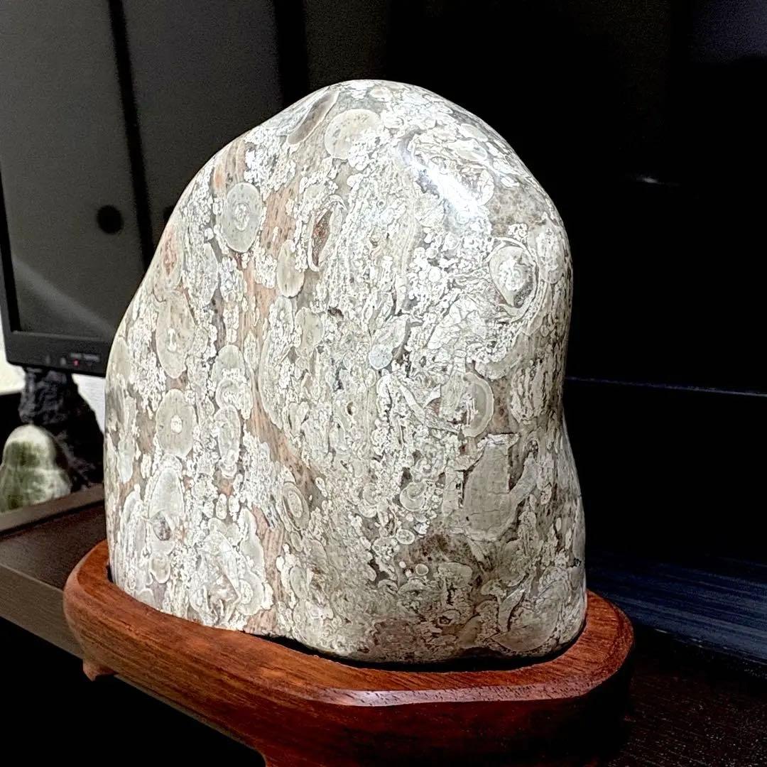 越前紋石　梅花石　鑑賞石　水石　自然石　両面磨き　2163g 花梨台座付　希少品