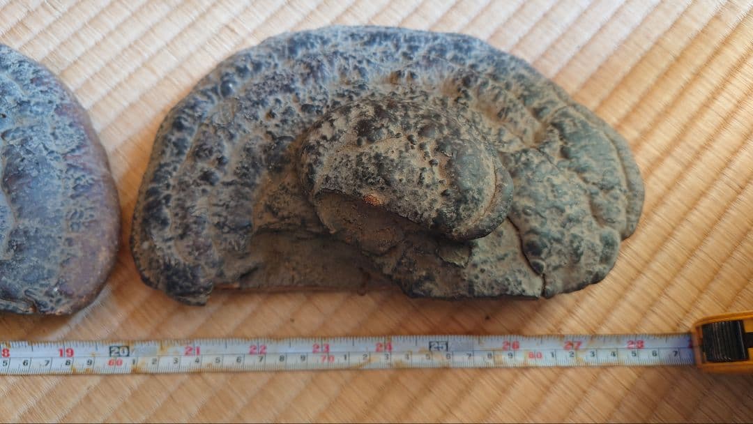 さるのこしかけ(古い) ×3つ