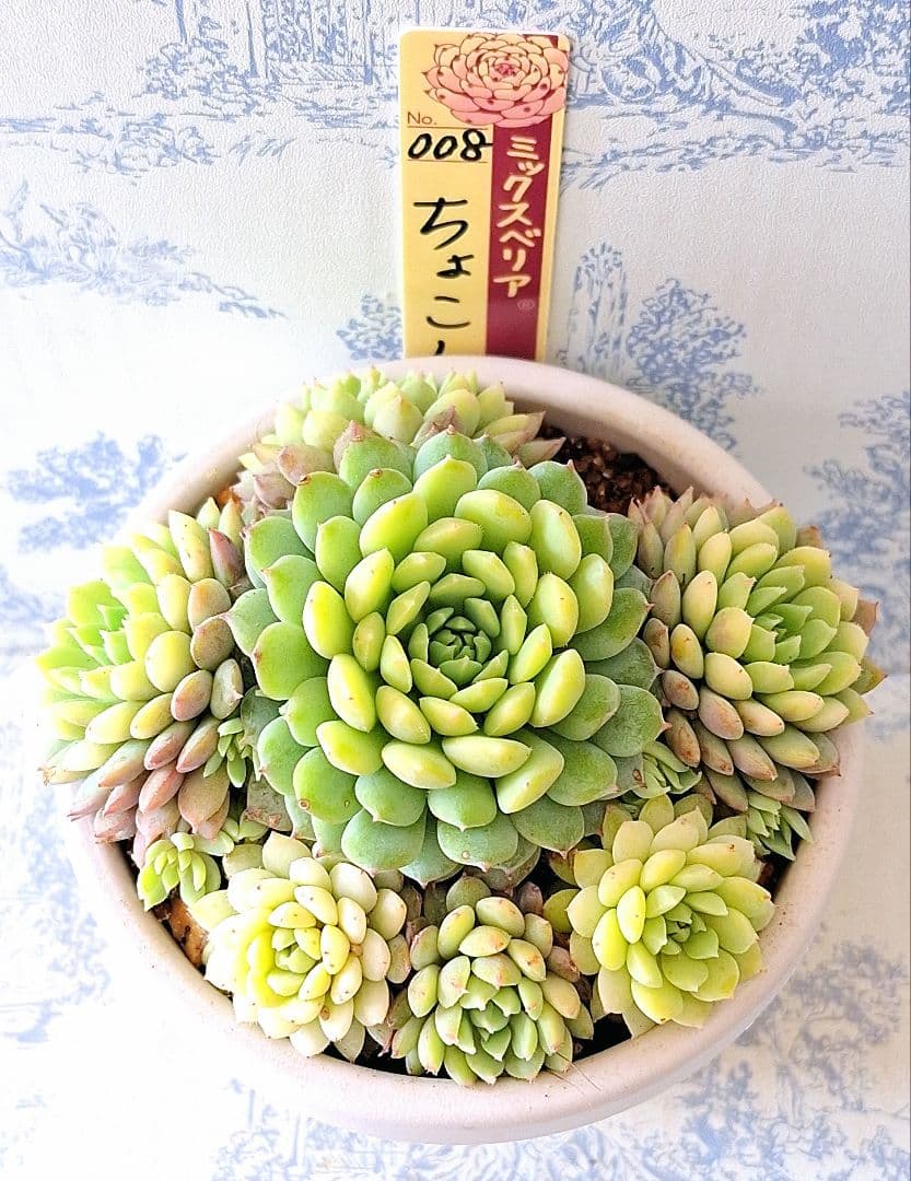 3号鉢　ちょこん　札付きポットごとメルカリ便おらいさん苗ミックスベリア