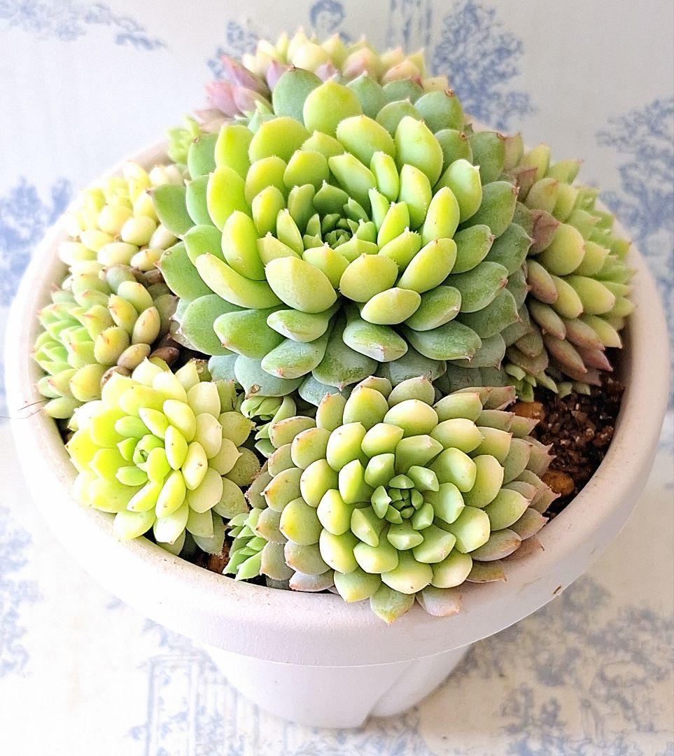 3号鉢　ちょこん　札付きポットごとメルカリ便おらいさん苗ミックスベリア