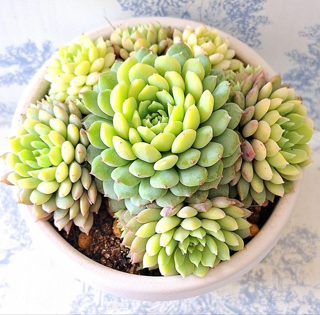 3号鉢　ちょこん　札付きポットごとメルカリ便おらいさん苗ミックスベリア