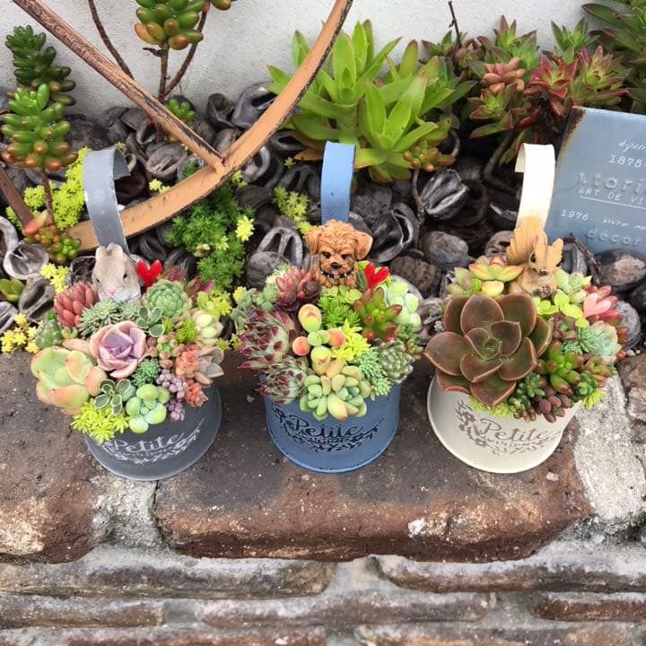 ☆多肉植物 寄せ植え〜フック付きブリキ缶寄せ植え セット〜☆ - メルカリ