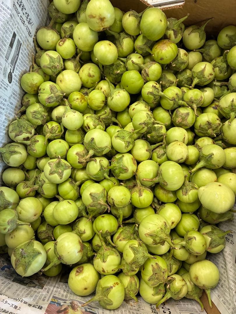 新鮮なユウガオ9キロとナス10キロ