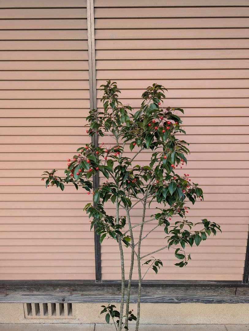 ソヨゴ　株立　雌株　②