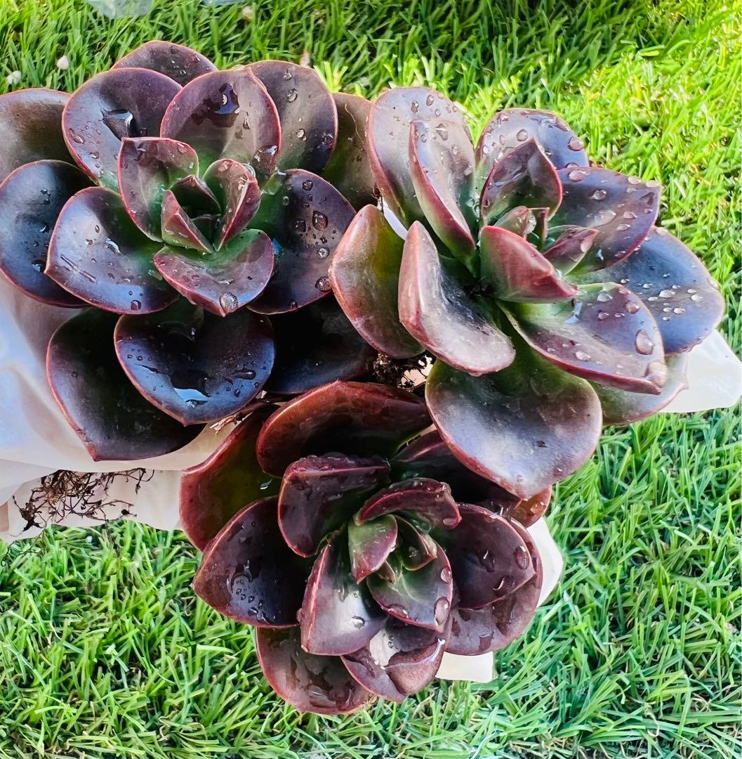 多肉植物 チョコレートローズ 3苗セット 大苗5センチ前後 土付き