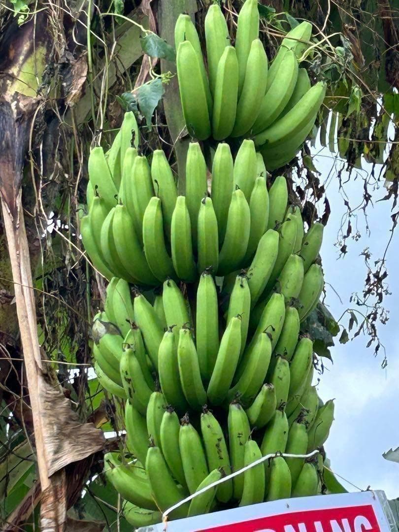 最後１苗◆世界一美味と報道、伝統種/島バナナ＝210㎝◆糖度モンスター　木熟OK