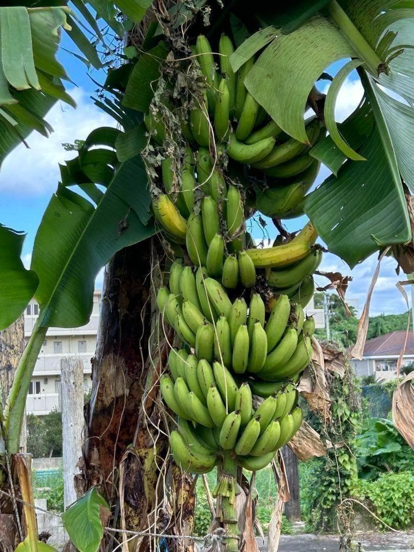 最後１苗◆世界一美味と報道、伝統種/島バナナ＝210㎝◆糖度モンスター　木熟OK