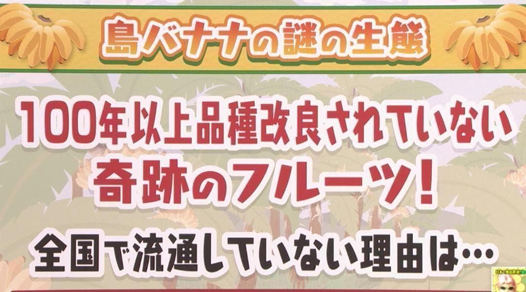最後１苗◆世界一美味と報道、伝統種/島バナナ＝210㎝◆糖度モンスター　木熟OK