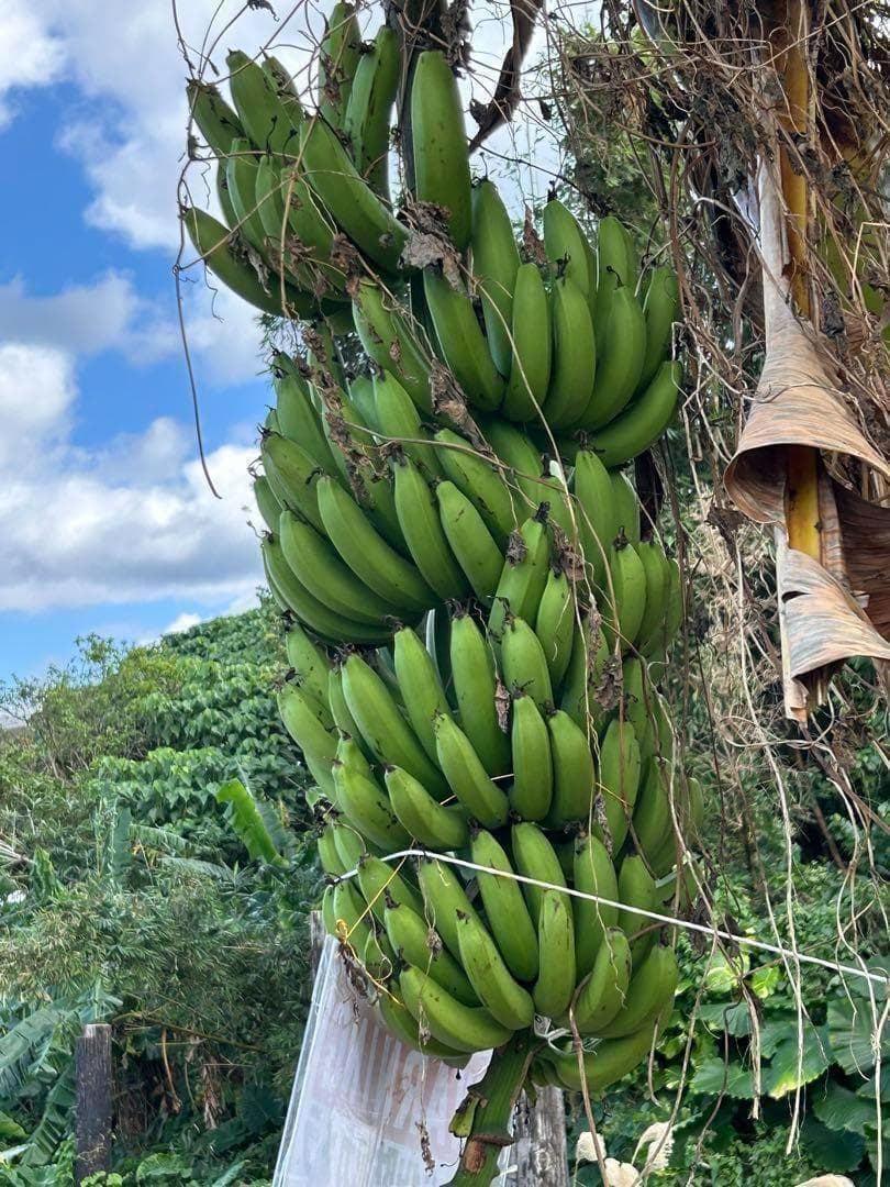最後１苗◆世界一美味と報道、伝統種/島バナナ＝210㎝◆糖度モンスター　木熟OK