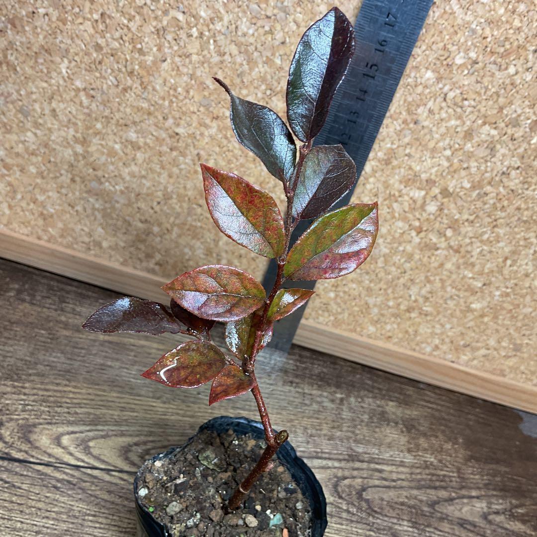 140.　トキワマンサク　抜き苗