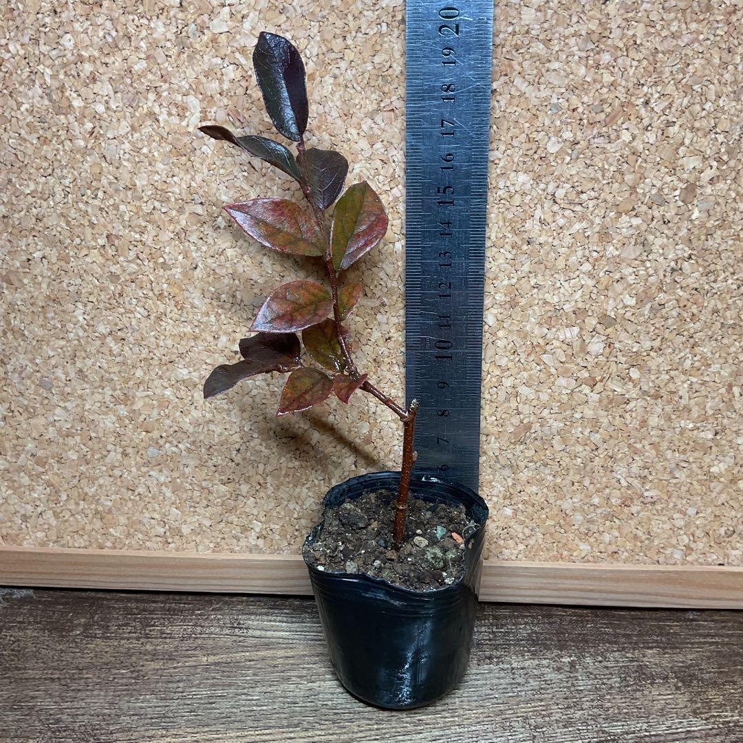 140.　トキワマンサク　抜き苗