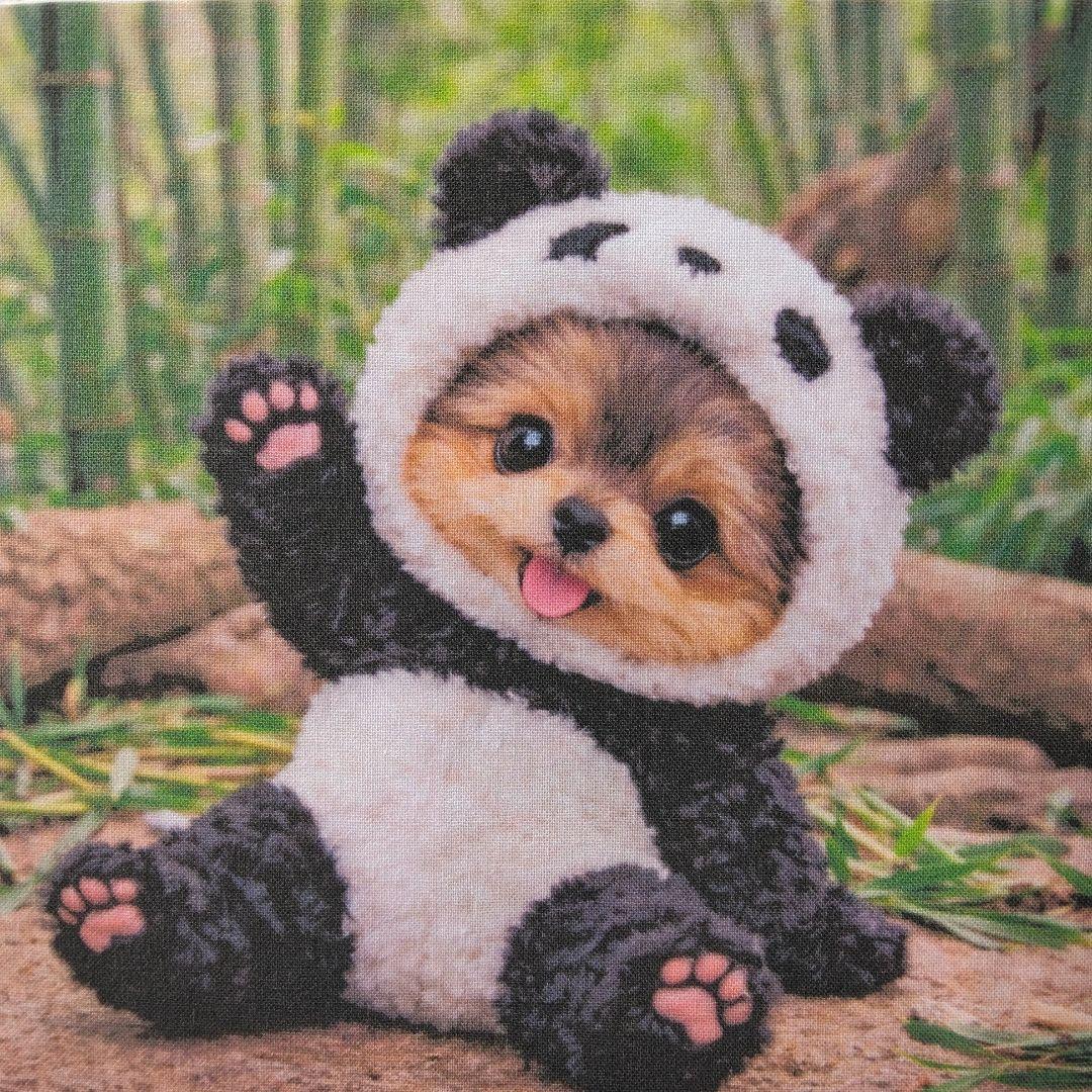 ☆受付☆ヨーキー No.A