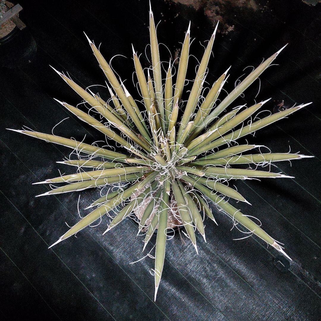 ユッカ　フィリフェラ