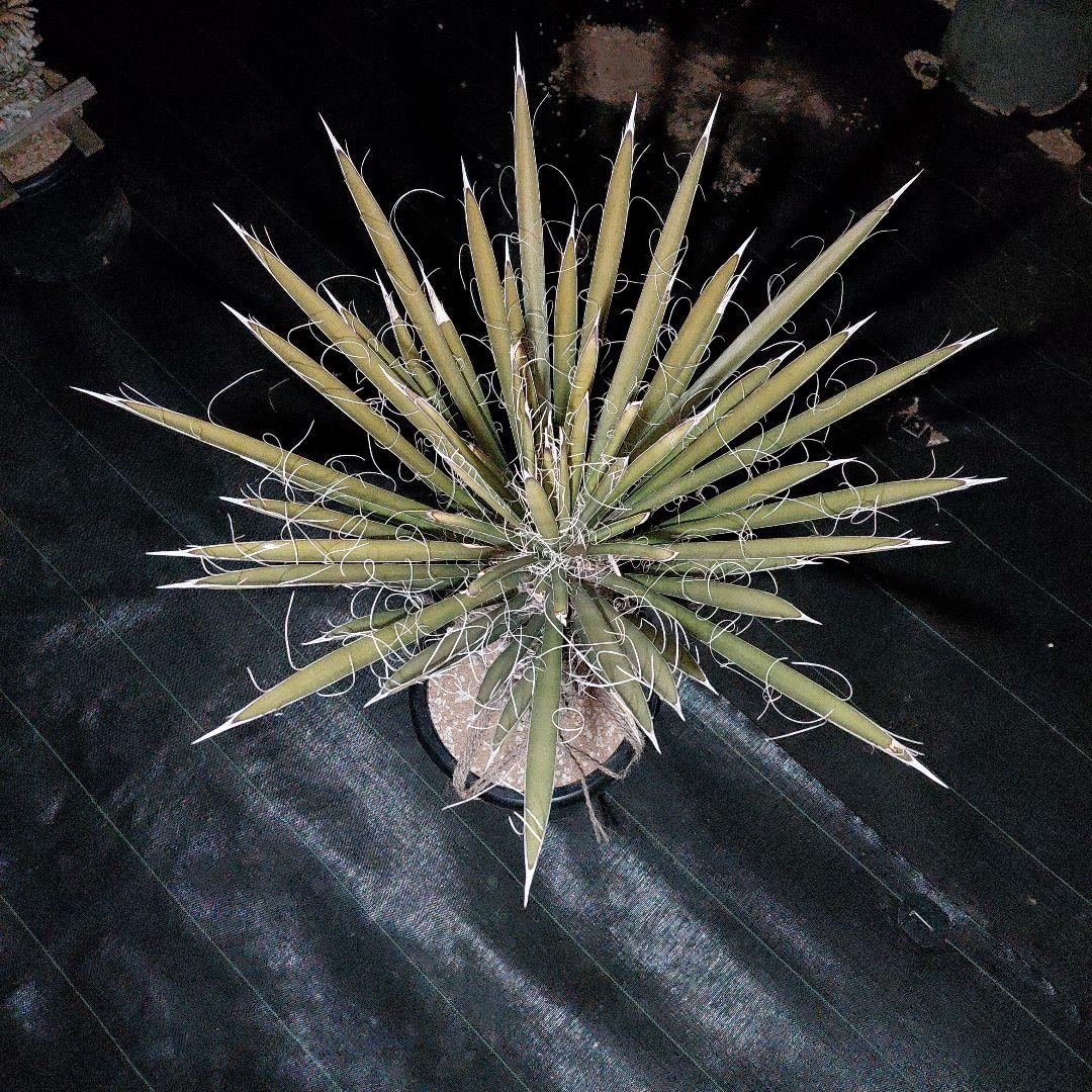 ユッカ　フィリフェラ