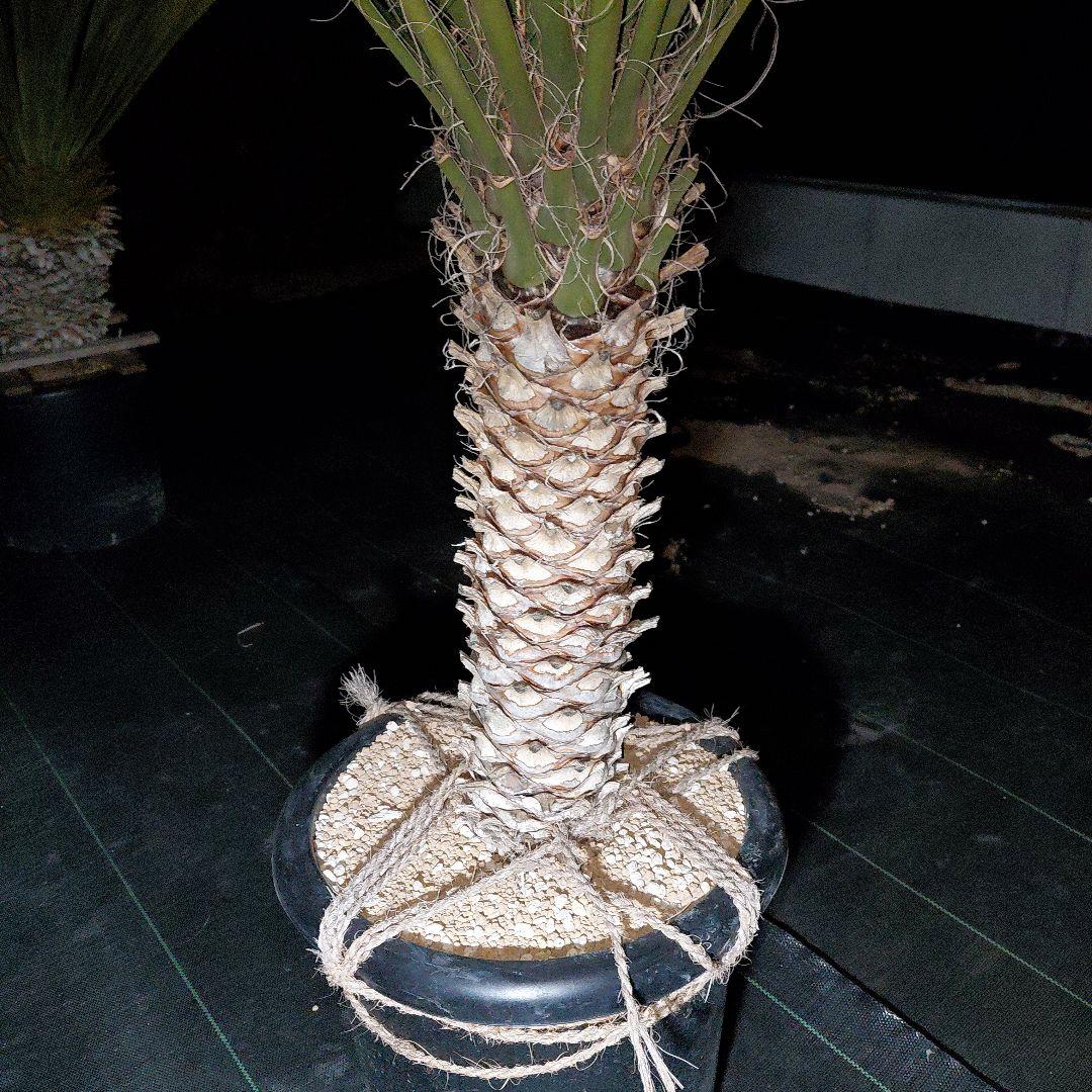 ユッカ　フィリフェラ