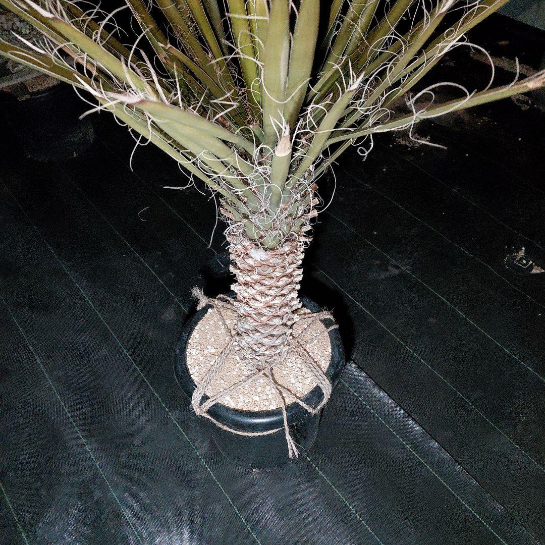 ユッカ　フィリフェラ