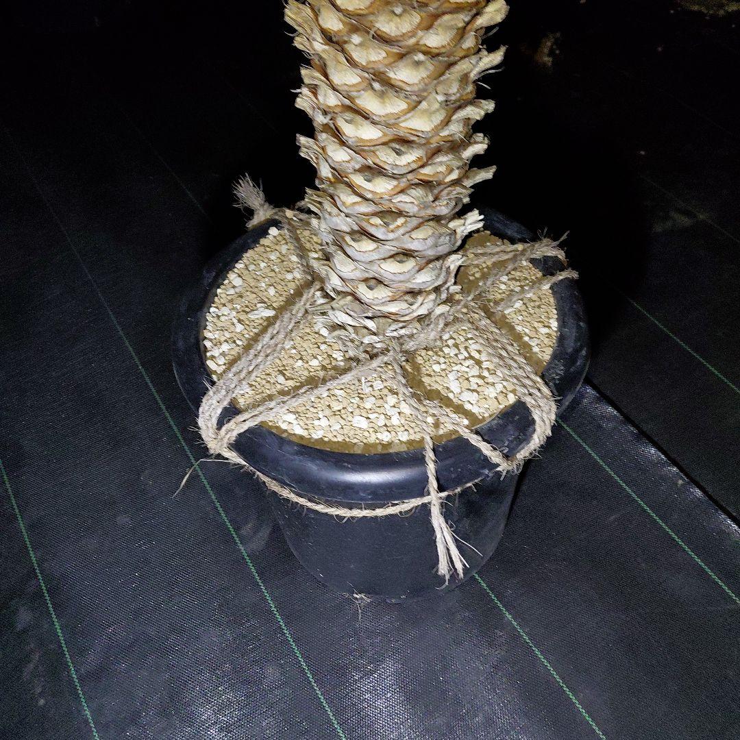 ユッカ　フィリフェラ