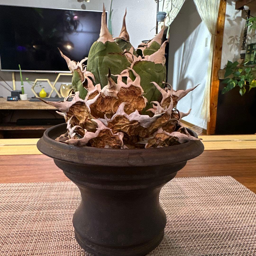 アガベ チタノタ 白鯨