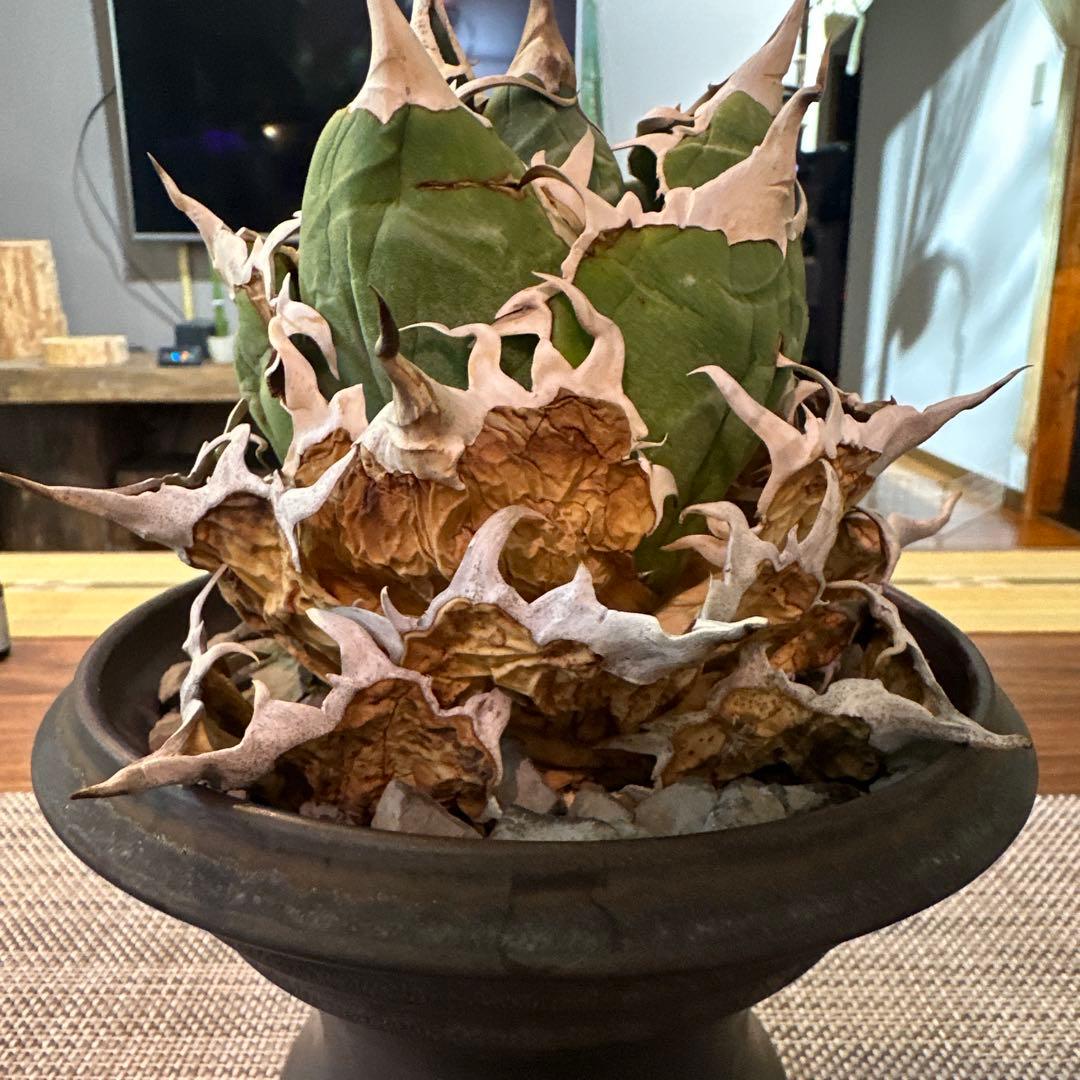 アガベ チタノタ 白鯨