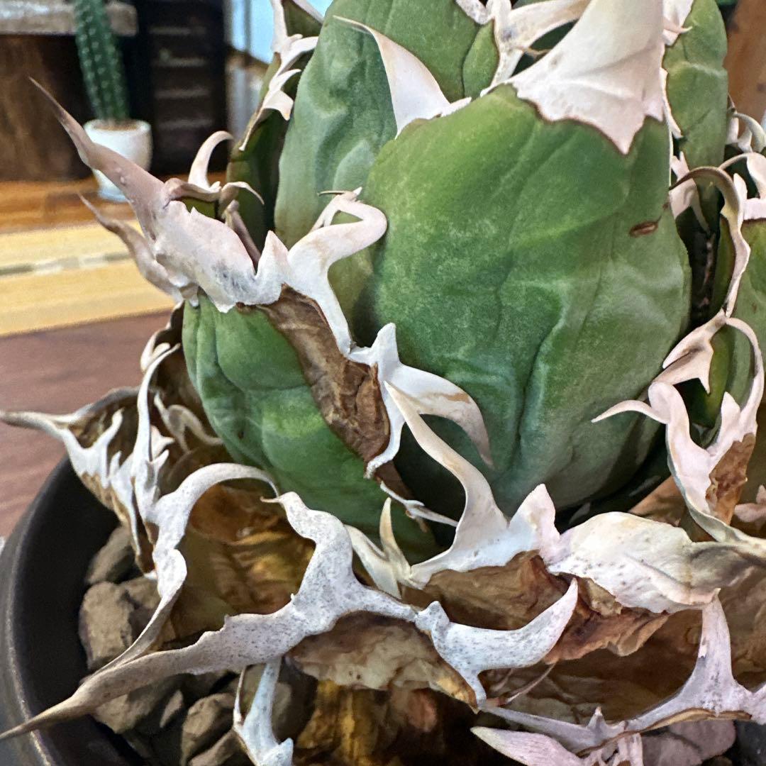 アガベ チタノタ 白鯨