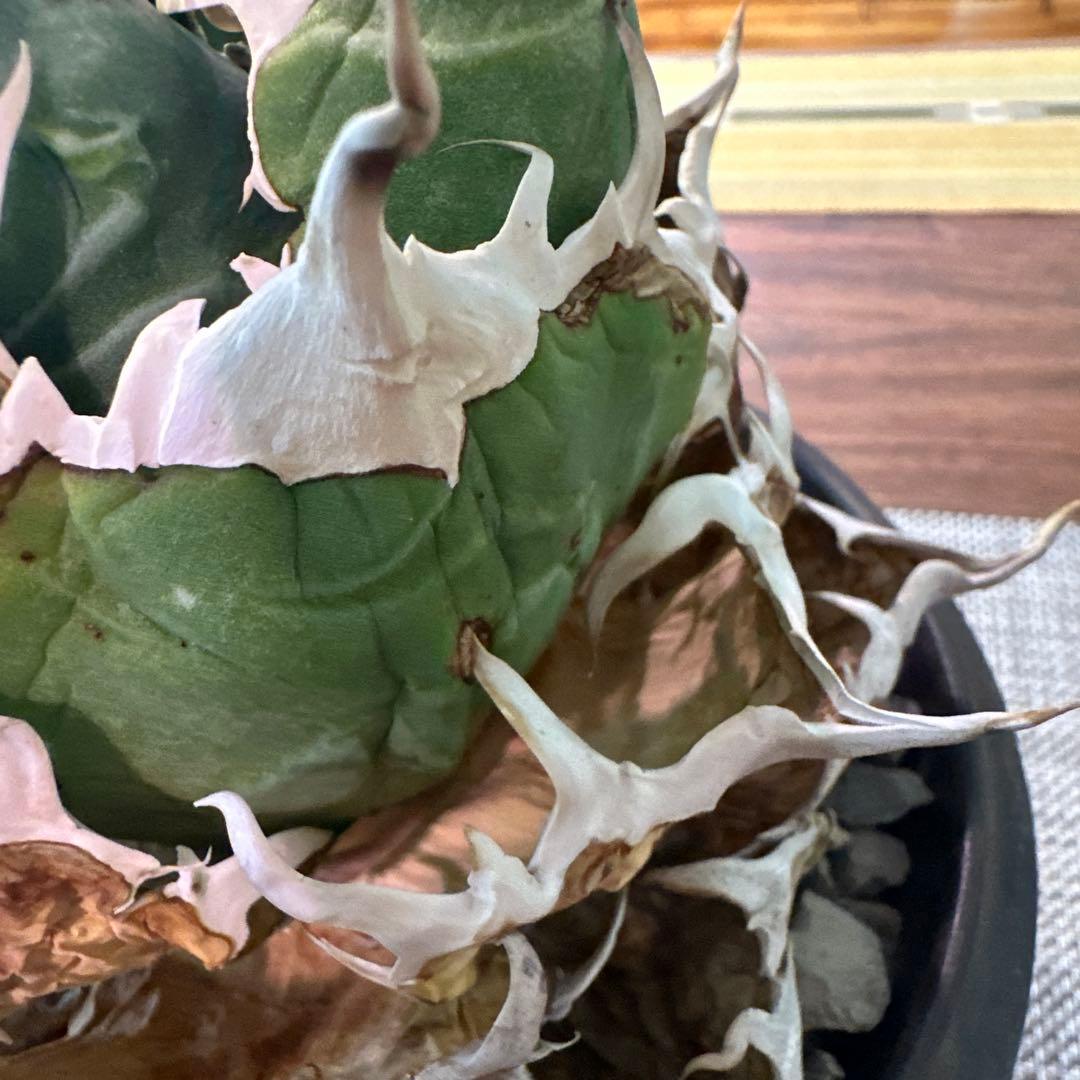 アガベ チタノタ 白鯨