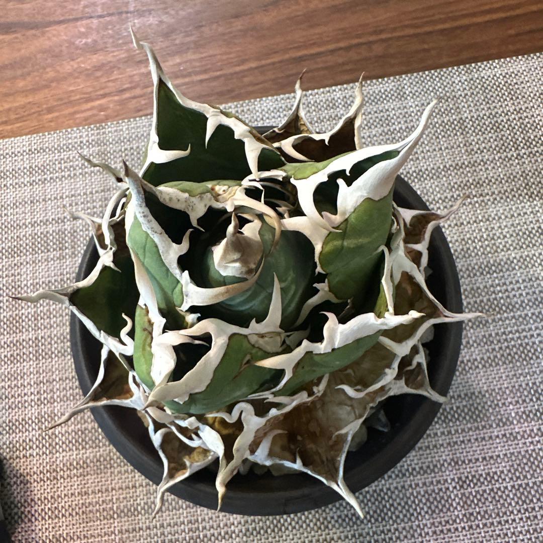 アガベ チタノタ 白鯨