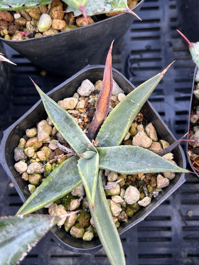 アガベ 子株 実生セット 抜き苗 - メルカリ