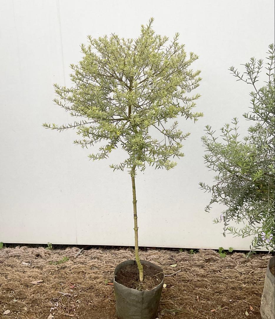 ウエストリンギア　959 とモーニングライト提案品