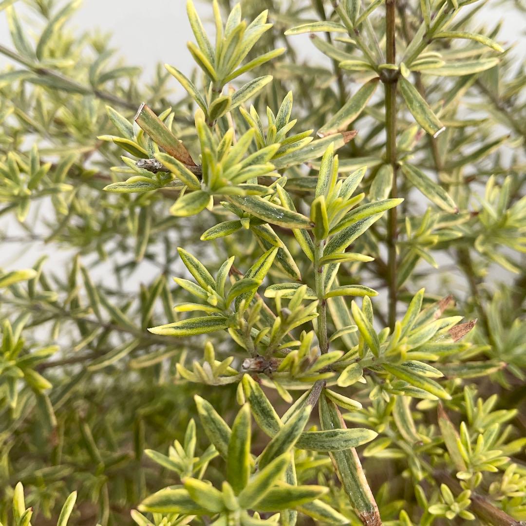 ウエストリンギア　959 とモーニングライト提案品