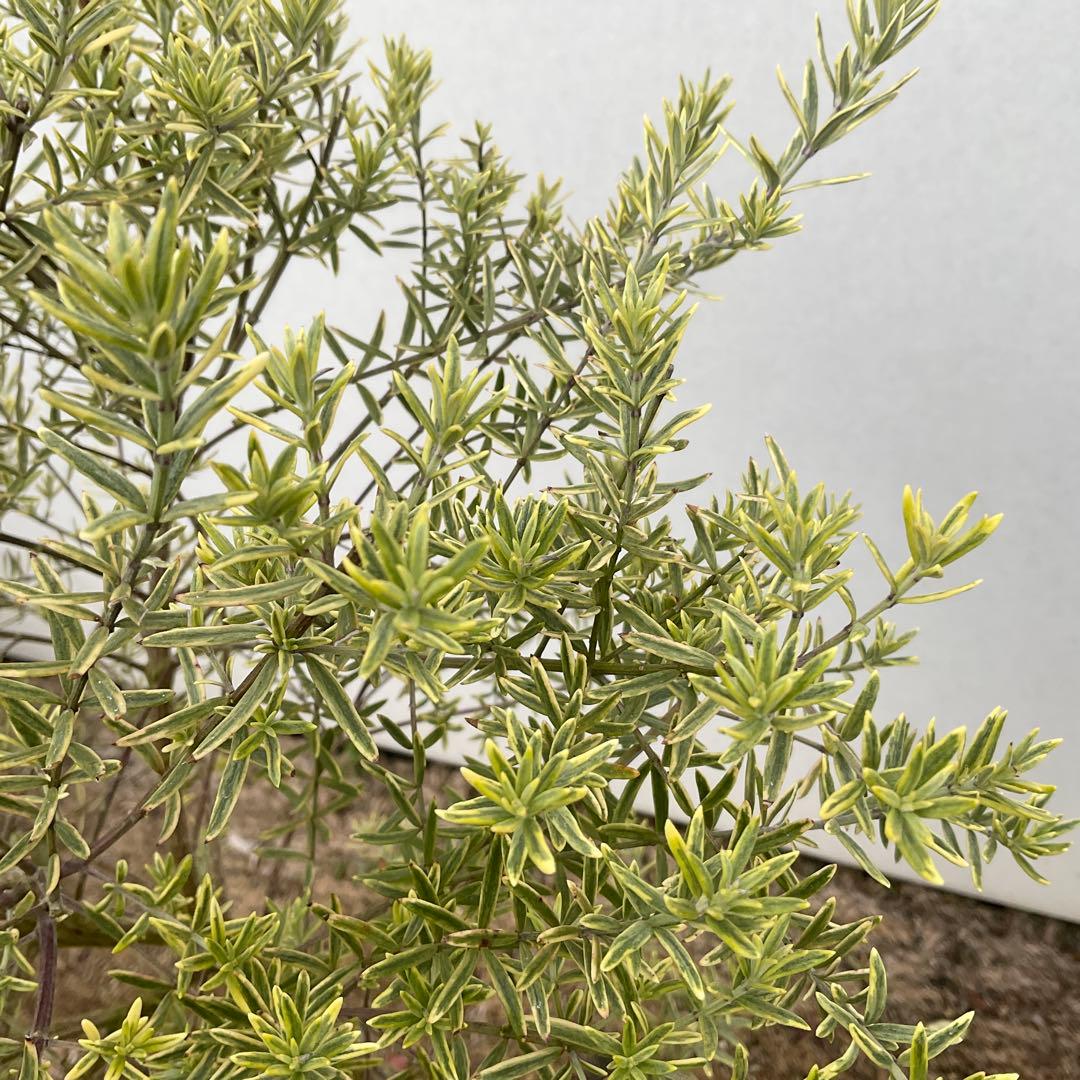 ウエストリンギア　959 とモーニングライト提案品