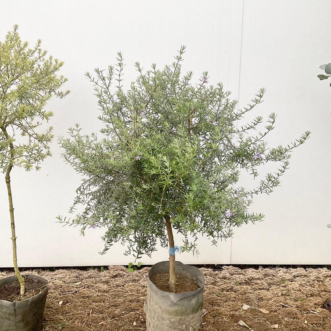 ウエストリンギア　959 とモーニングライト提案品