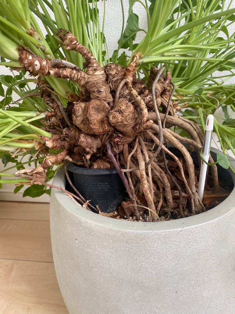 観葉植物　フィロデンドロン クッカバラ　幹上がり