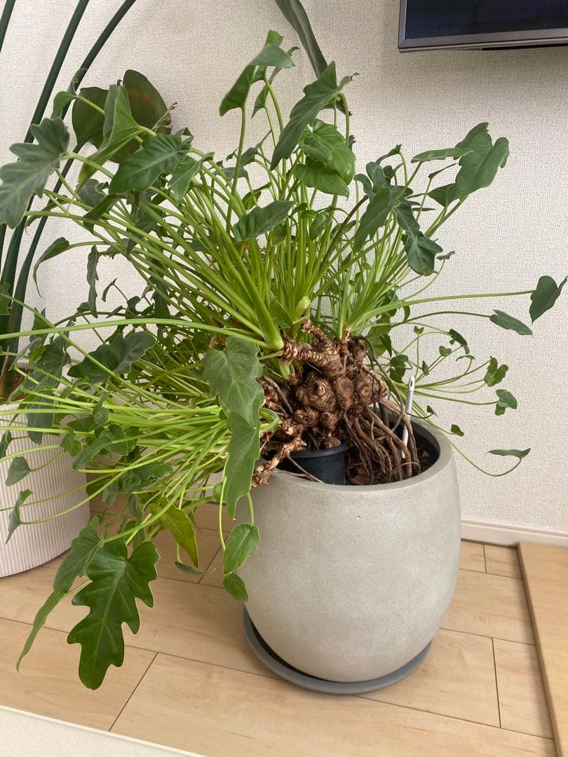 観葉植物　フィロデンドロン クッカバラ　幹上がり