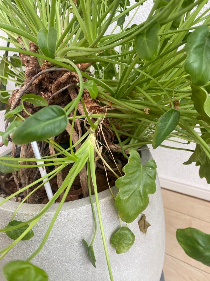 観葉植物　フィロデンドロン クッカバラ　幹上がり