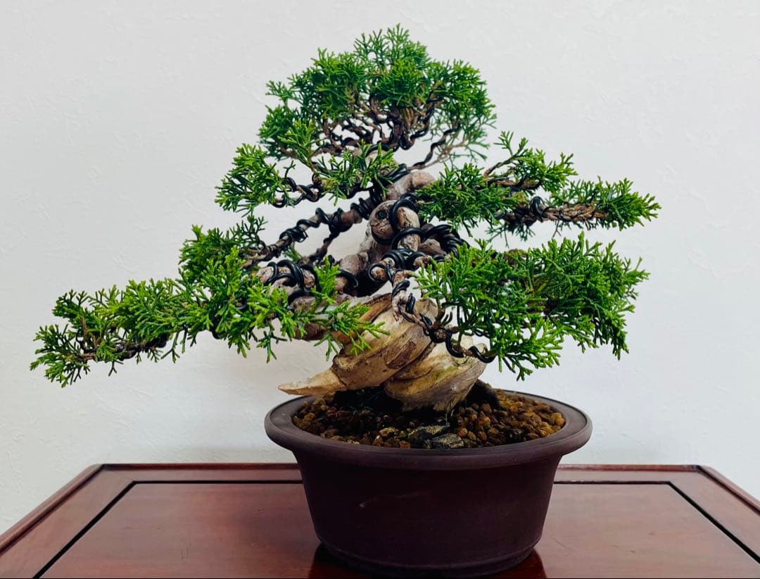 【逸品・早い者勝ち】捻転！太幹！　糸魚川真柏（鉢：山秋）