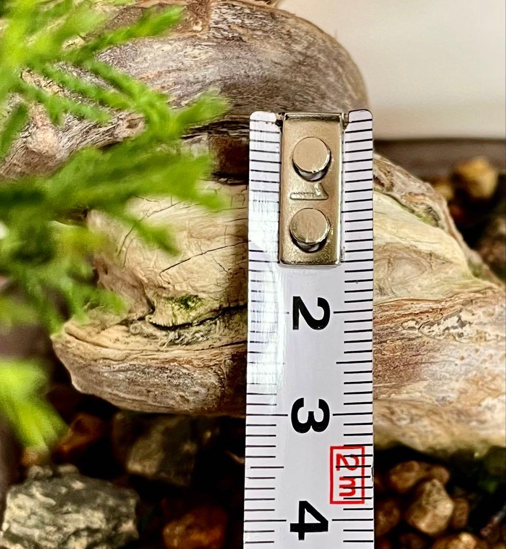 【逸品・早い者勝ち】捻転！太幹！　糸魚川真柏（鉢：山秋）