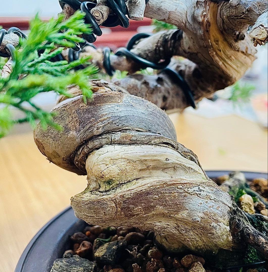 【逸品・早い者勝ち】捻転！太幹！　糸魚川真柏（鉢：山秋）