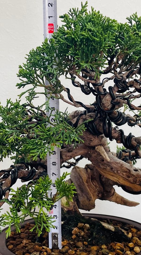 【逸品・早い者勝ち】捻転！太幹！　糸魚川真柏（鉢：山秋）