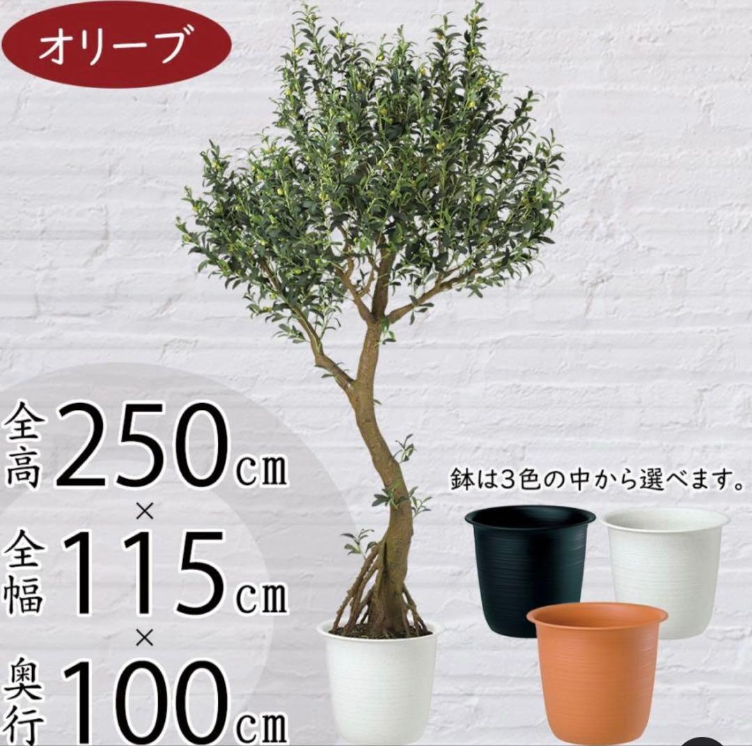 光触媒　人工観葉植物　ウォールグリーン　フェイクグリーン　ブラックオリーブ鉢付き