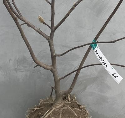 《現品》白モクレン　スノーホワイト　樹高0.9ｍ（根鉢含まず）66【庭木/苗木】