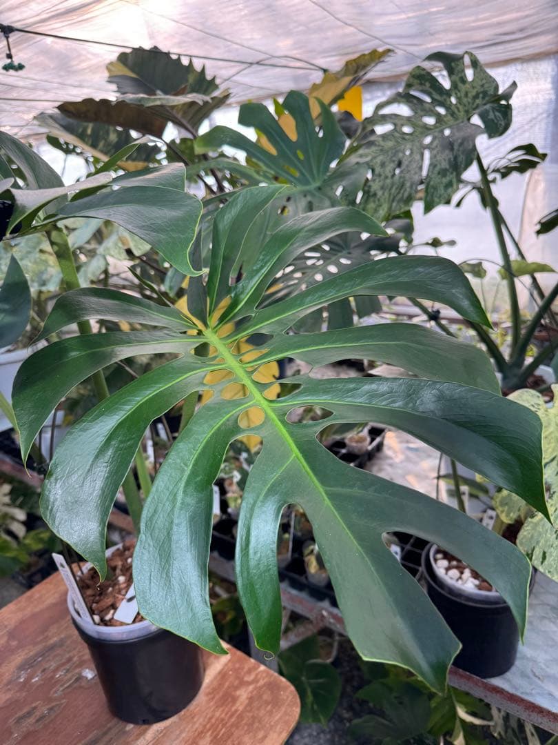 Monstera deliciosa Form 6｜BKK 最優秀賞株と同系統