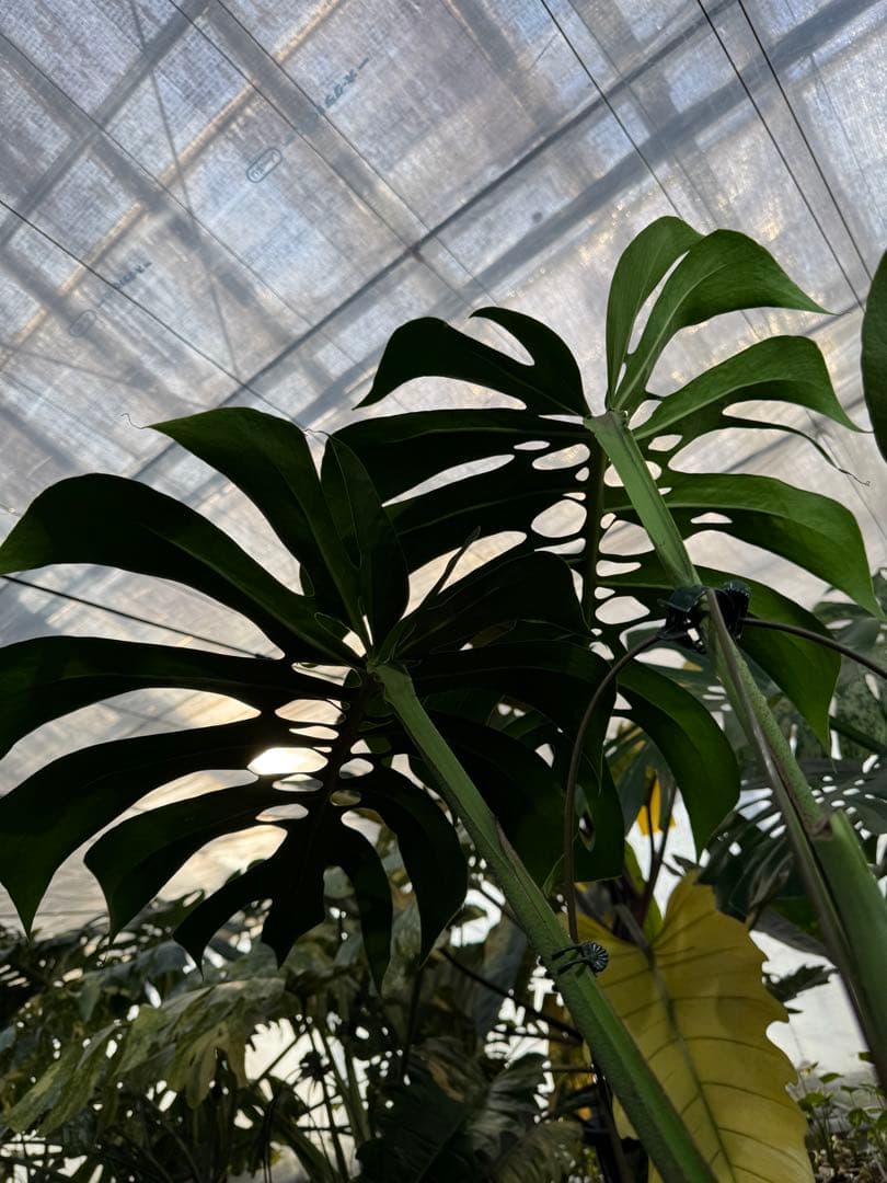 Monstera deliciosa Form 6｜BKK 最優秀賞株と同系統